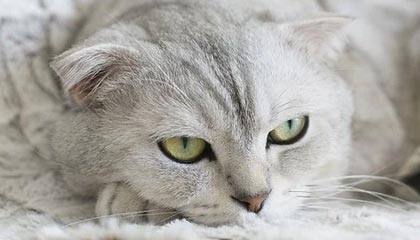 九游jiuyou-高校篮球推广体能恢复课程延长运动员竞技寿命，高校篮球现状