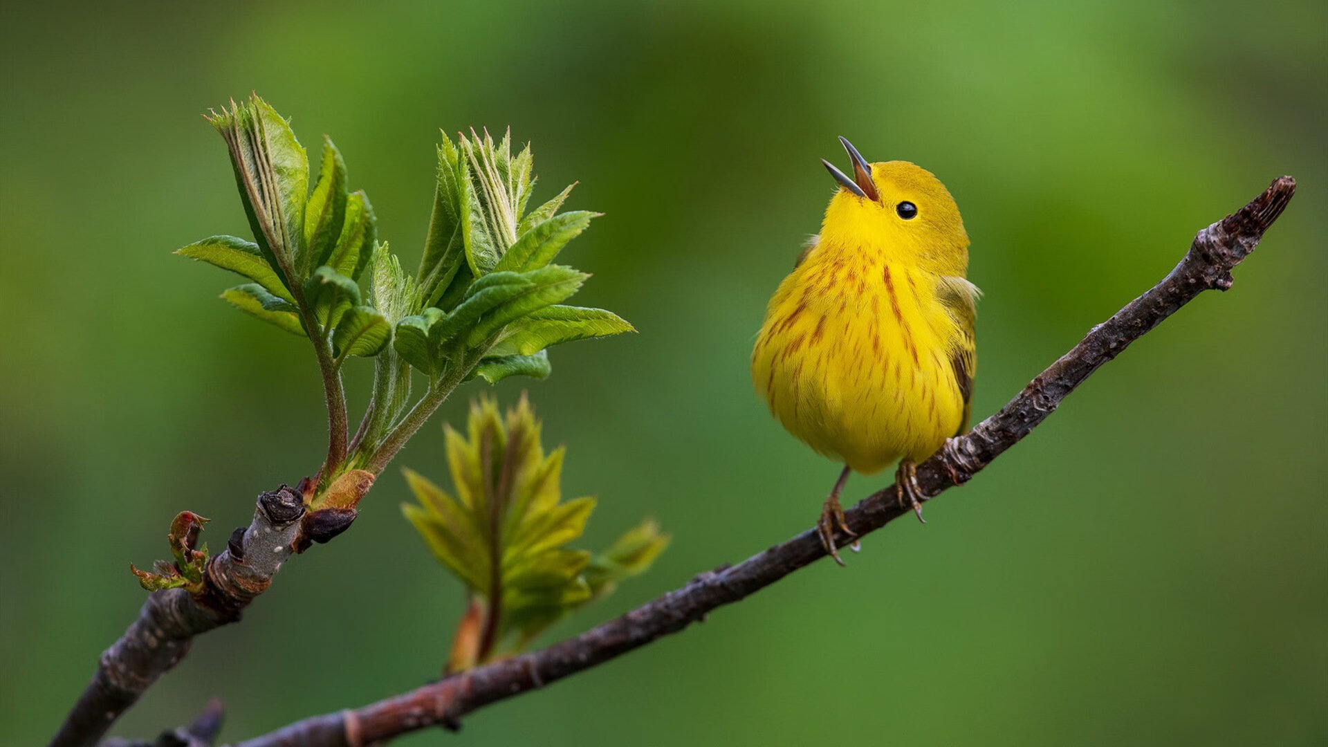 世界冰壶锦标赛,冰上策略的精彩较量,冰壶比赛世界排名