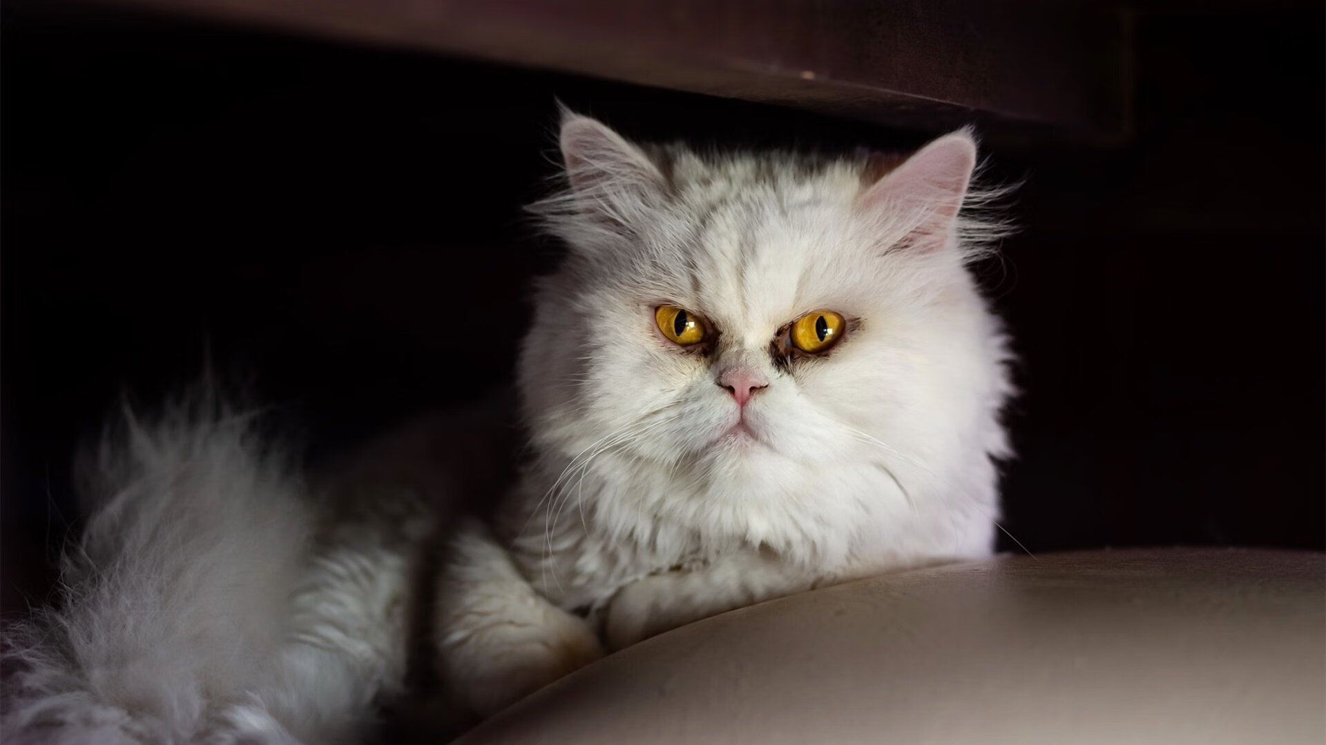 争夺赛道王者的血战,争夺赛道王者的血战怎么打