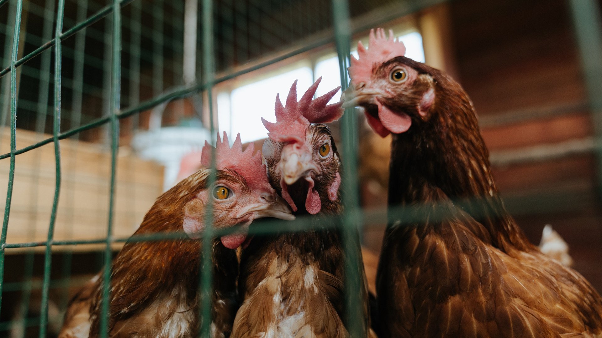 摩托车大奖赛:速度与激情的完美结合,摩托车比赛视频 震撼全场跑车