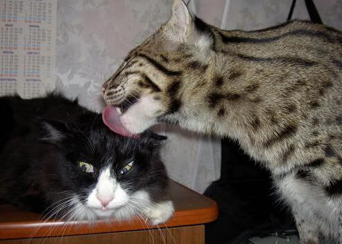 塞维利亚主场2-1战胜巴萨,德比战取胜,塞维利亚vs巴萨国王杯