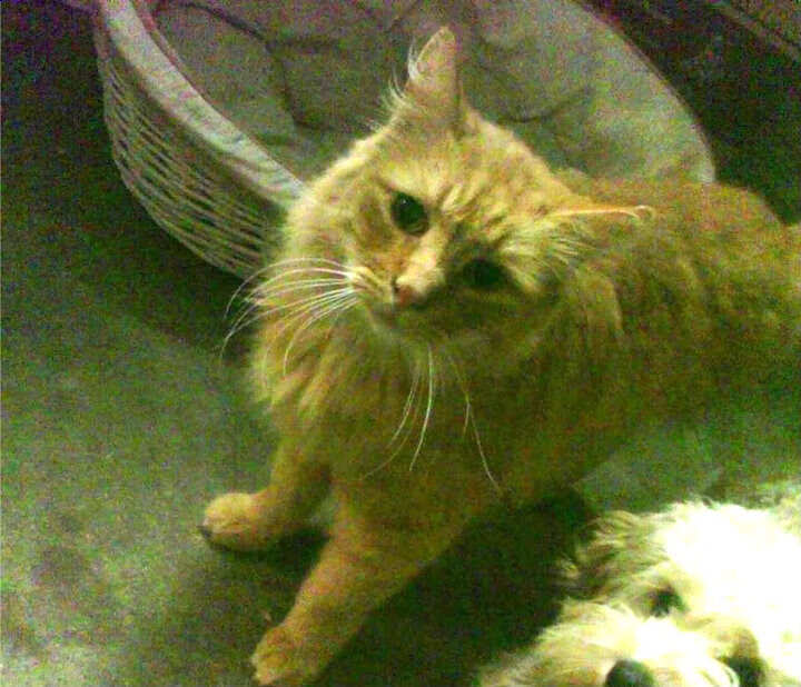 多特蒙德主场胜利尤文图斯,晋级半决赛!,多特蒙德友谊赛直播