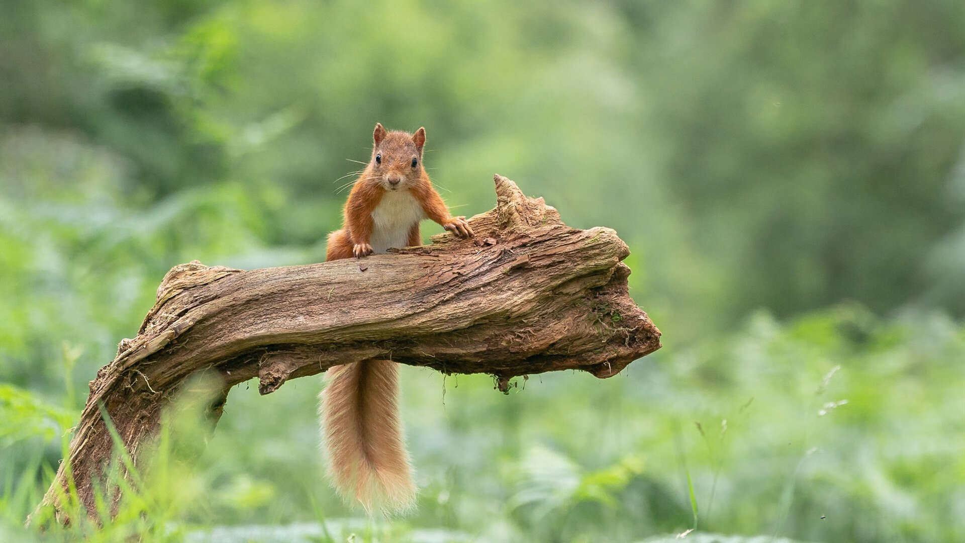 墨西哥队成功晋级中北美金杯决赛,金杯赛决赛 墨西哥大胜美国