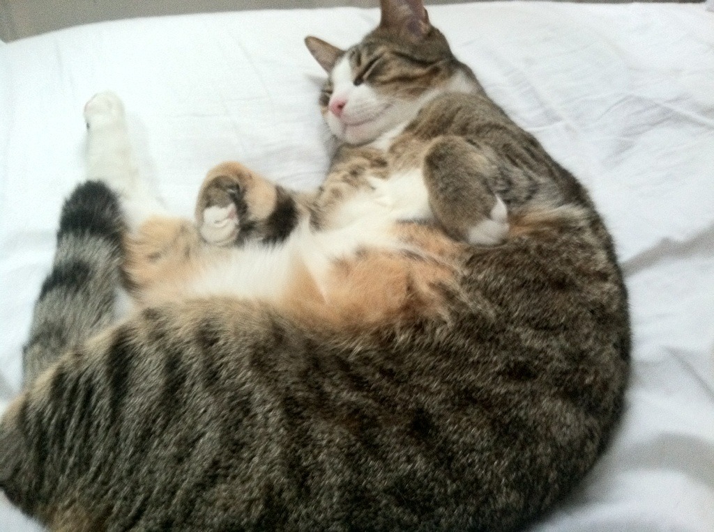 广州富力力克山东鲁能,中超榜首震撼,广州富力主力阵容