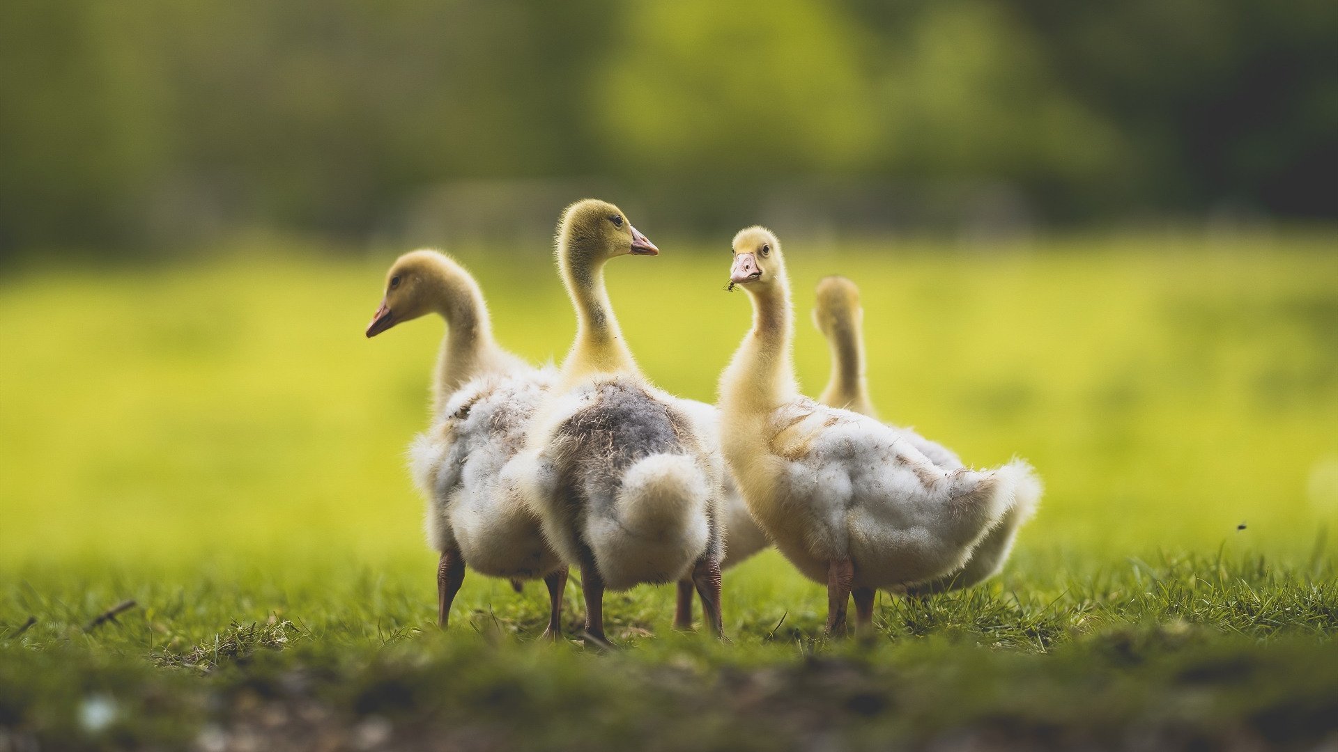 九游官网下载电脑版-比利亚雷亚尔主场大胜，表现抢眼，比利亚雷亚尔队