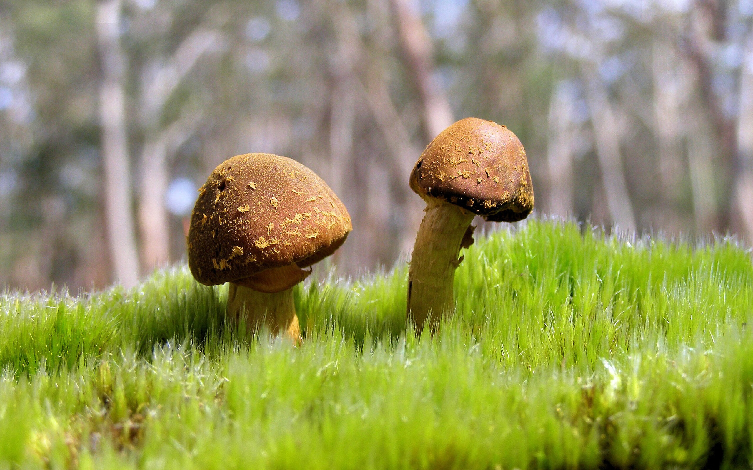 九游娱乐官网 (JIUYOU)-汉堡球队状态逐渐回暖，近期表现出色，汉堡队球迷