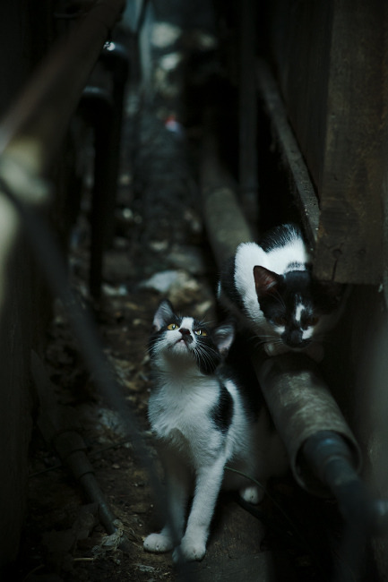 中国足球传球链结构复杂度指数追踪,足球传球种类