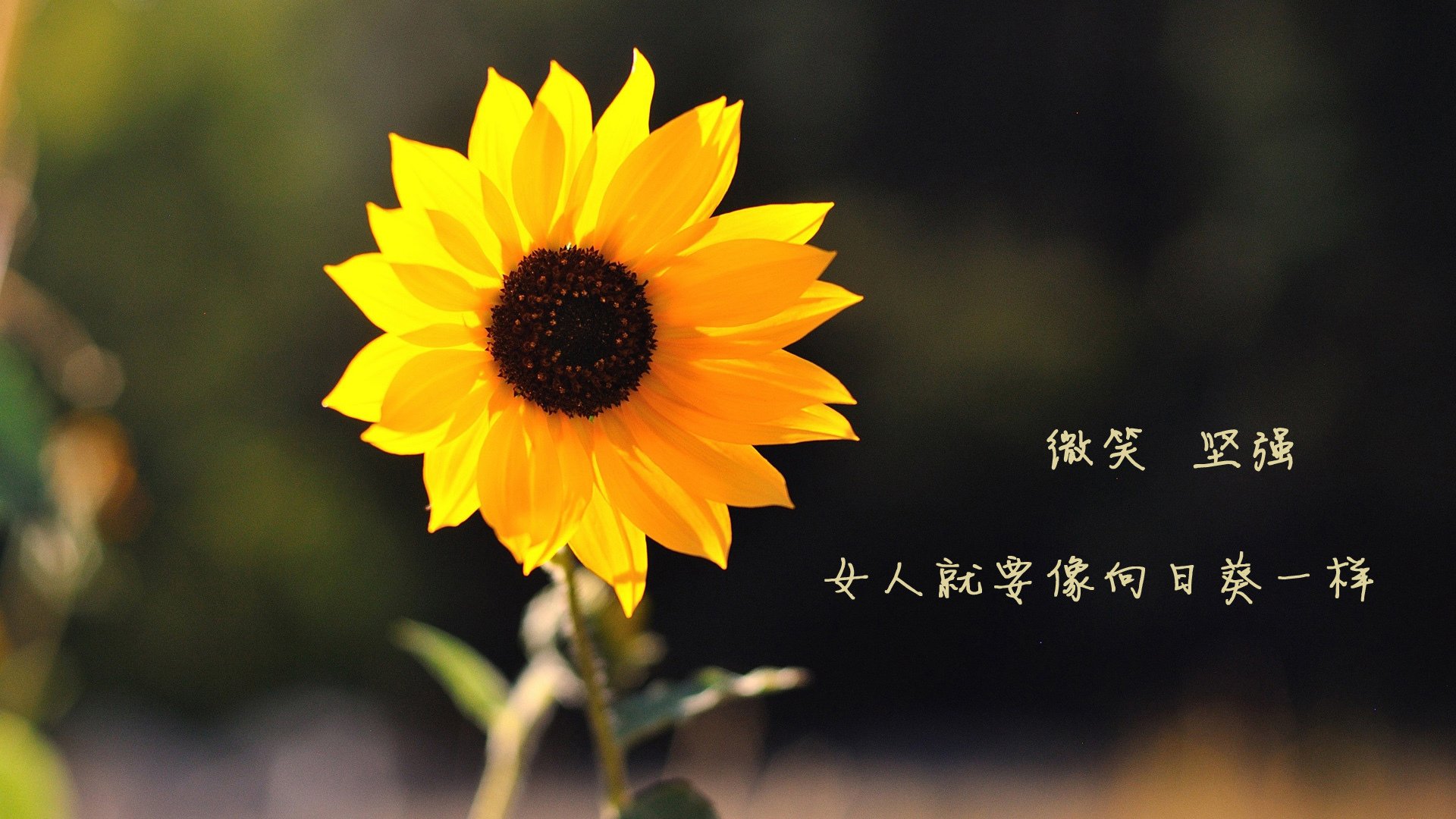 校园活动组织创新，大学校园活动方案创新创意