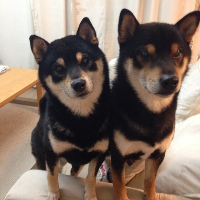 球迷故事:那些追逐偶像的青春岁月,球迷算不算追星