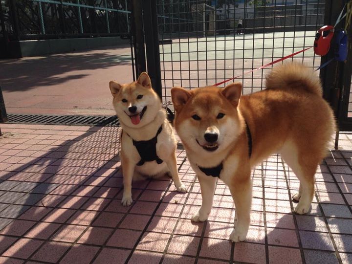 三人篮球成绩抢眼推动项目整体关注度,三人篮球战况