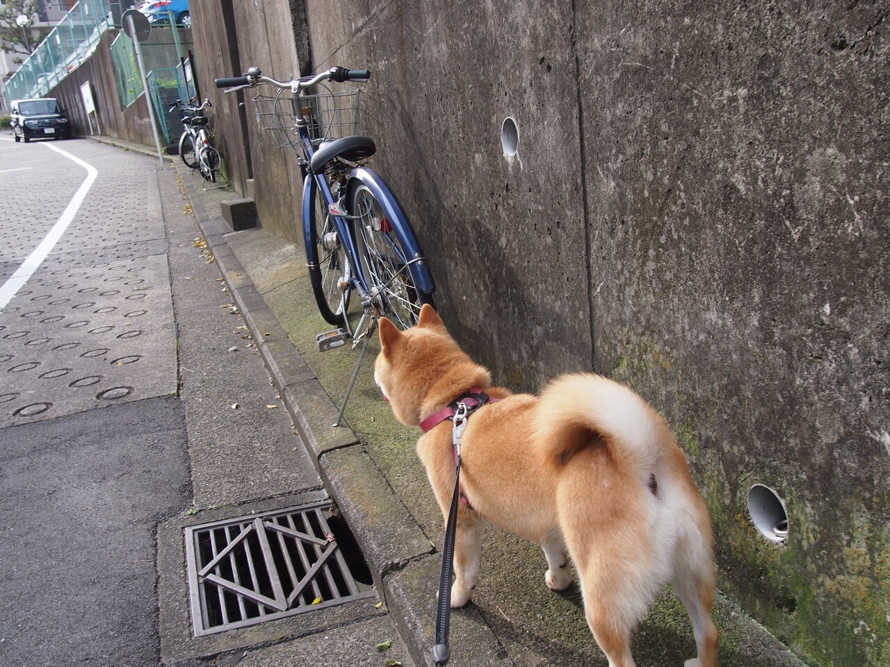 九游网页版官网-亚冠赛场中日韩球队上演焦点之战，中日韩足球