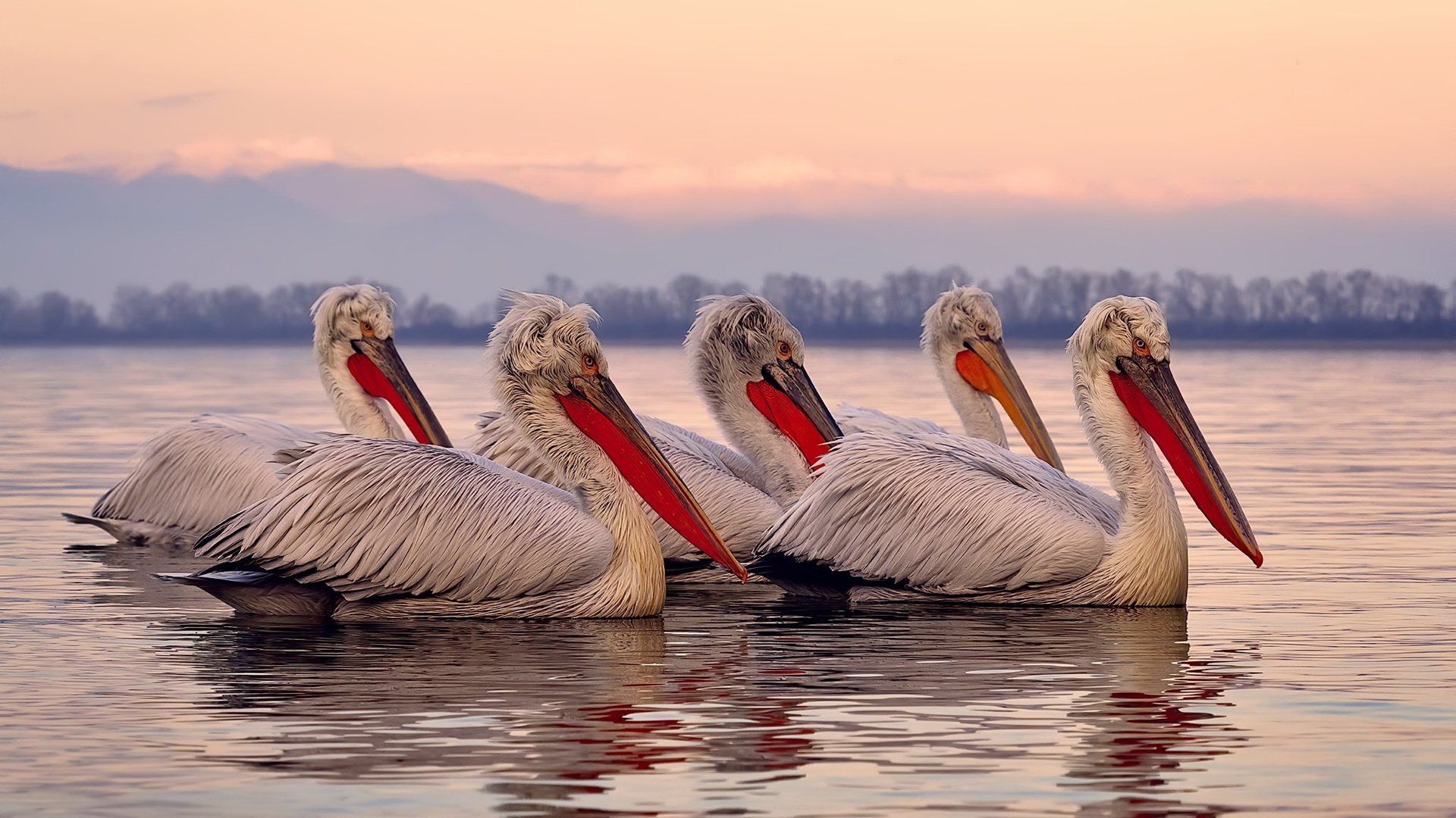 JiuyouAPP下载-呼吸节奏对游泳效率影响，呼吸对游泳的重要性