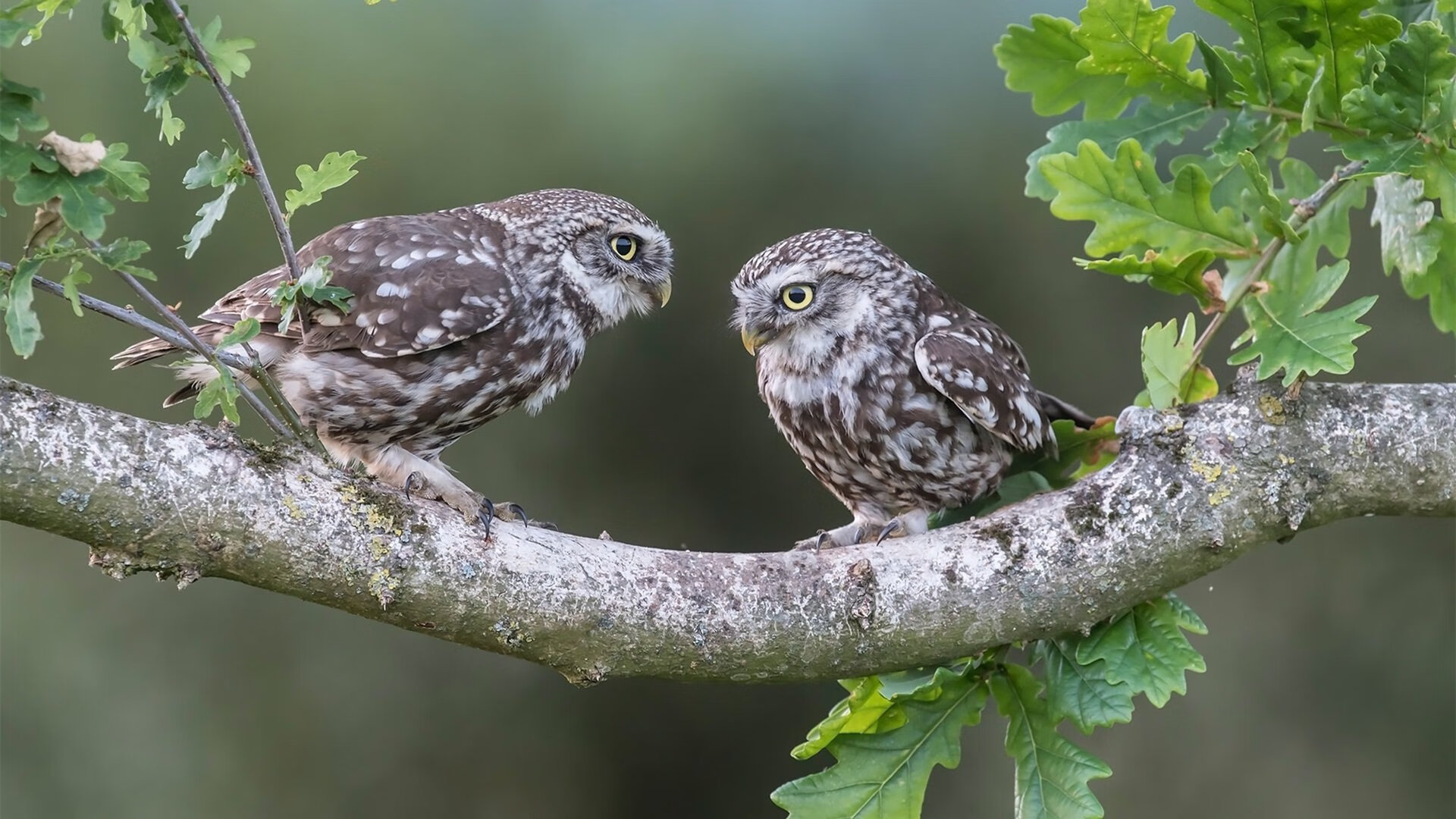 换帅后是否可以迅速恢复球队控球率与战术稳定性,nba换帅