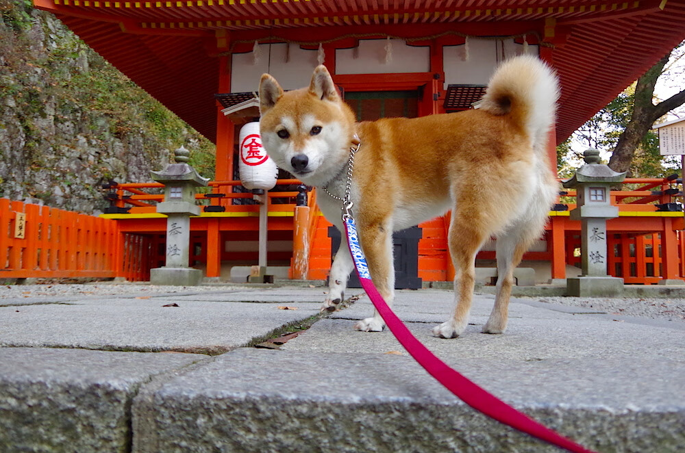 九游app官网下载-新援融入良好，拜仁化学反应正在形成，拜仁新人