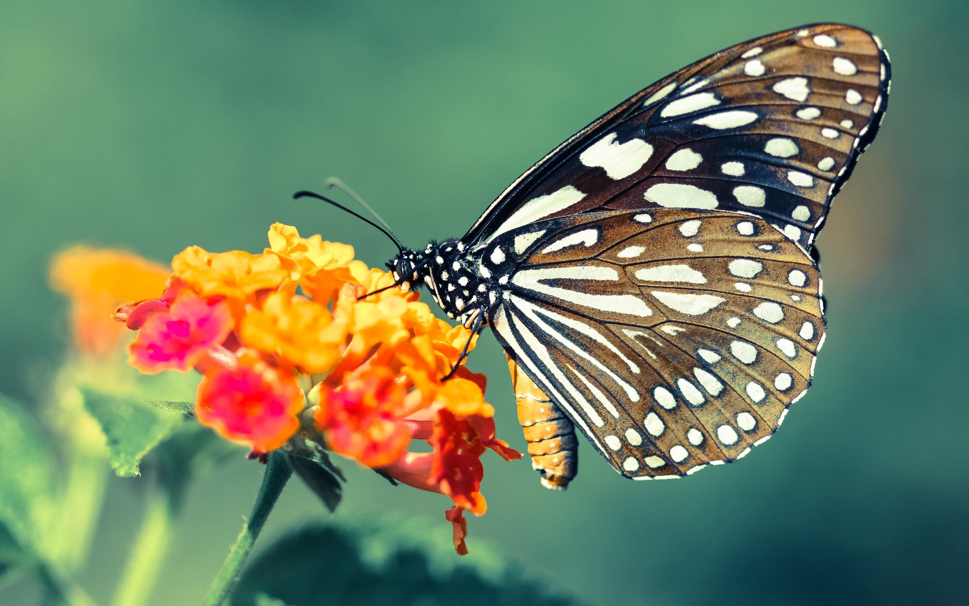 九游网页版官网-短道速滑国家队训练计划优化赛前节奏，短道速滑 国家队
