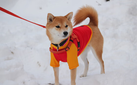国家运动医学研究院发布运动员训练负荷监控手册,运动负荷监控的主要内容