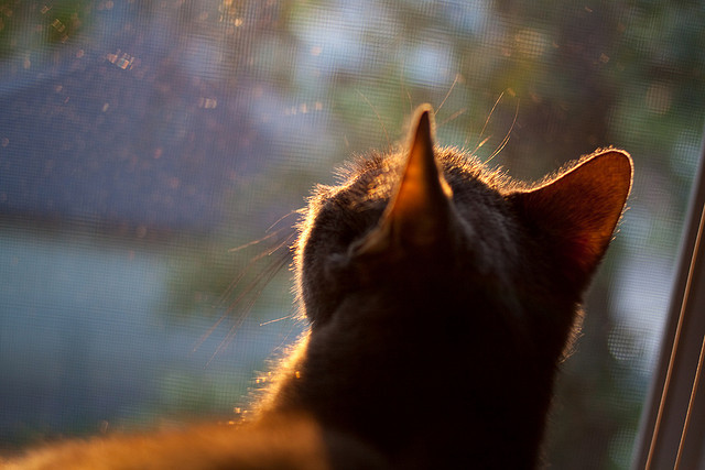 九游(jiuyou)官方网站-奇才抢下关键篮板终结对方反扑希望，奇才战胜篮网