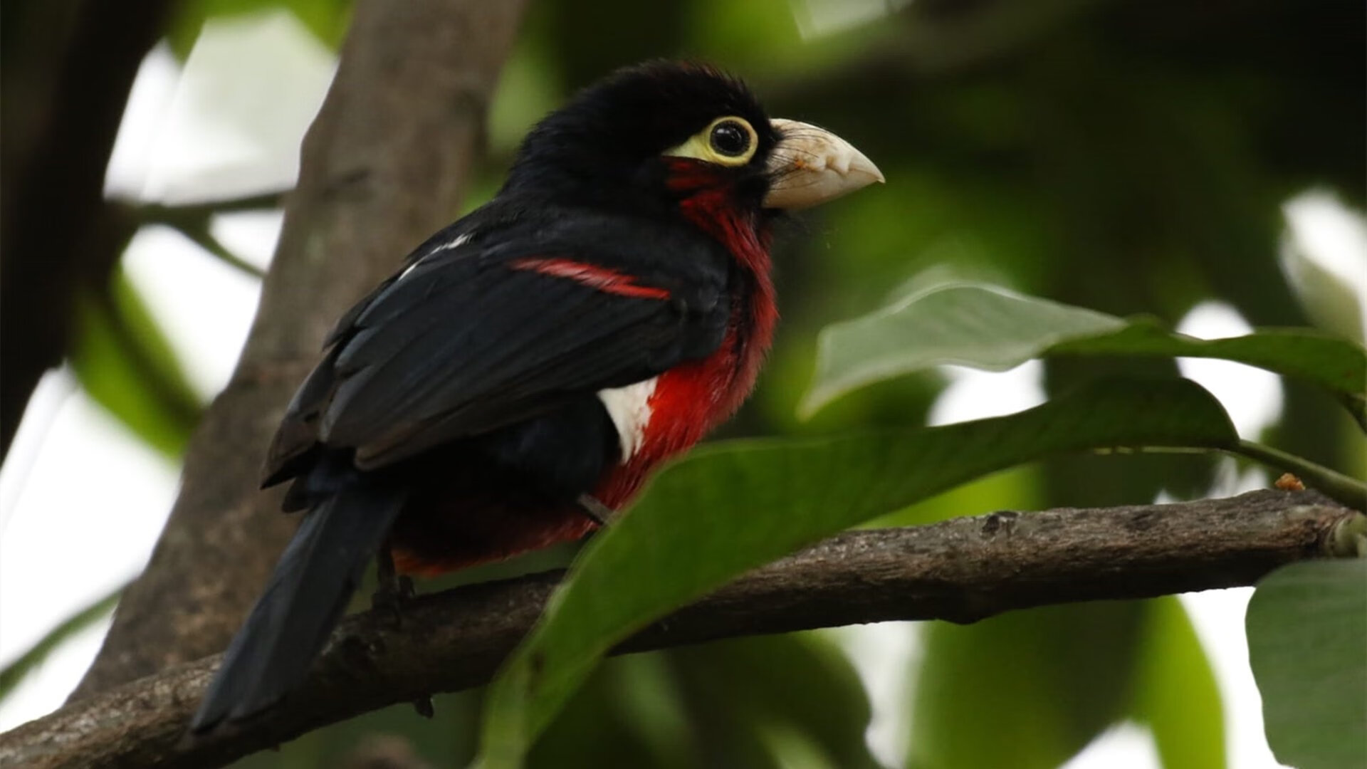 恩多比·恩乔引领南非队攻城拔寨,挑战世界冠军,恩多牧业官网