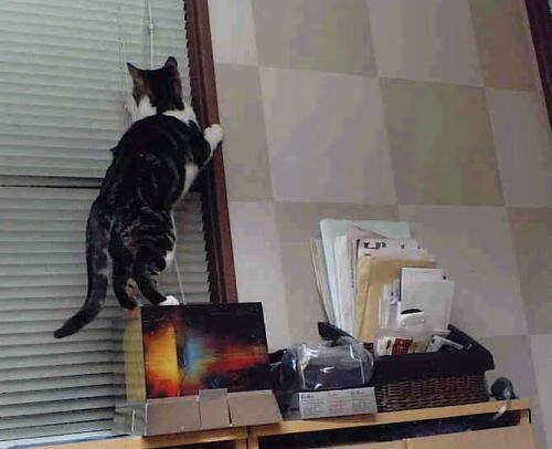 Jiuyou-战术演练课涵盖多套体系提升队员战术理解与临场判断能力，战术表演方案