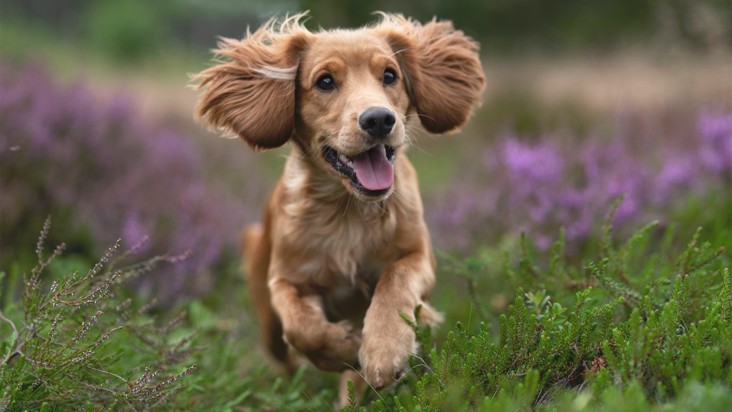 九游网页版官网-拜仁慕尼黑稳稳领跑德甲，冠军在望