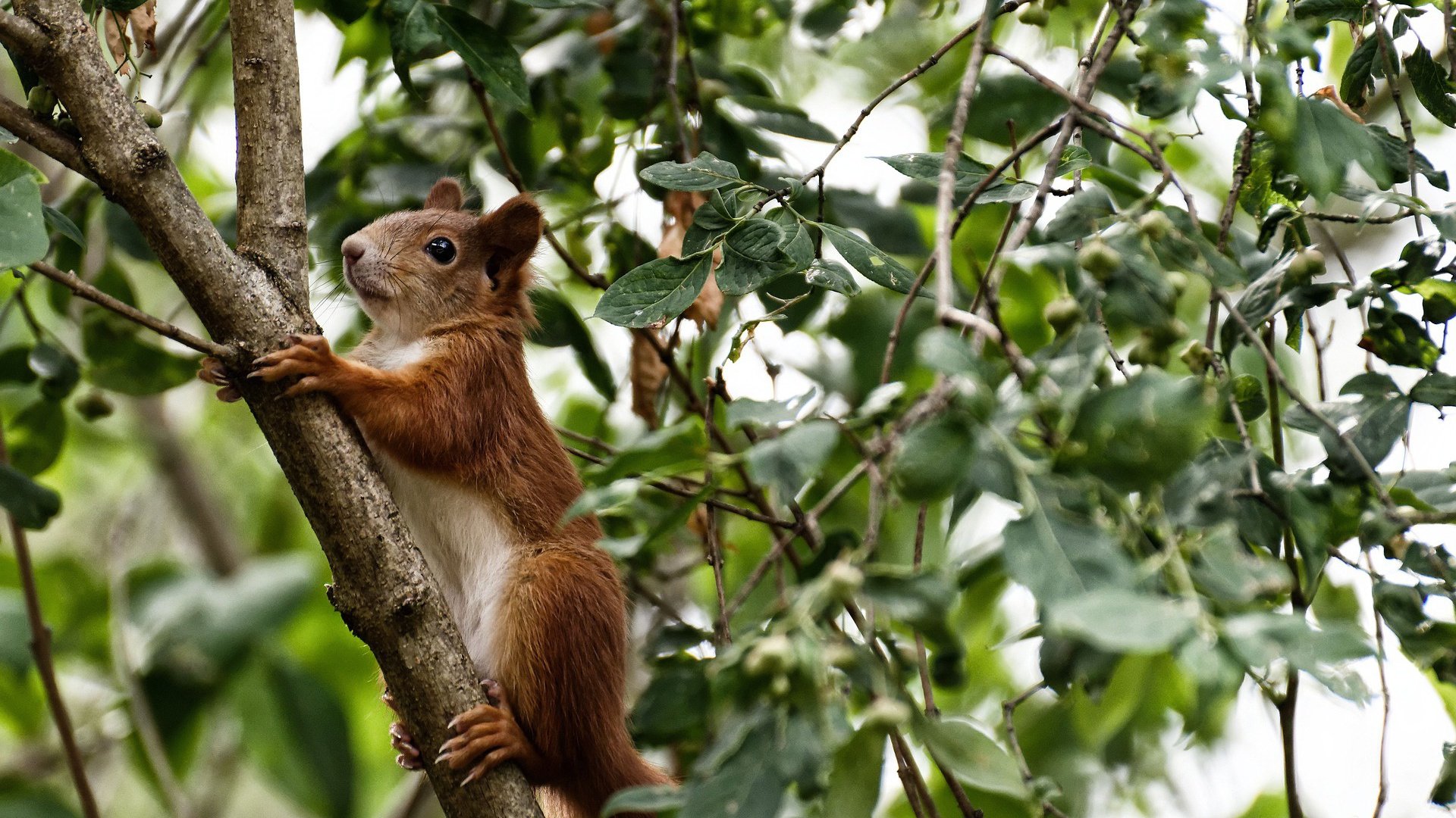 维尔·冯·威克:强攻快速反击,成为南非队战术中的关键力量,维尔纳冯西门子简介