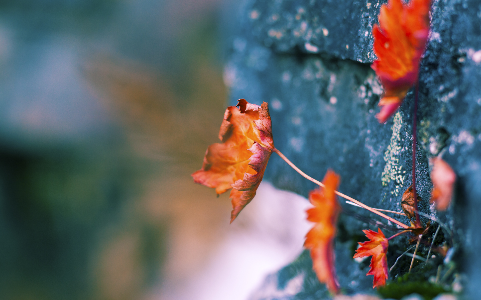 九游娱乐(jiuyou)官方网站-篮网宣布更换首发阵容调整进攻重心，篮网 进攻