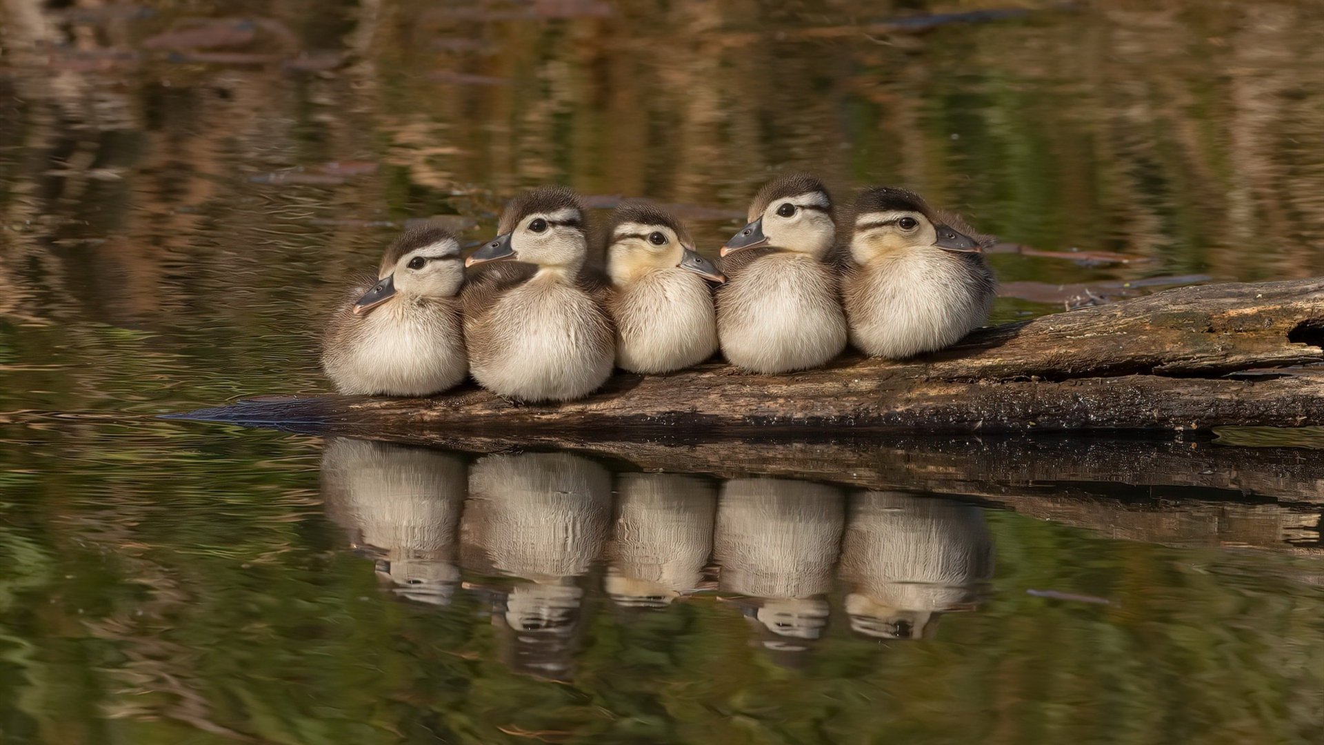 西班牙青年队在欧洲青年赛事中表现亮眼,潜力无限